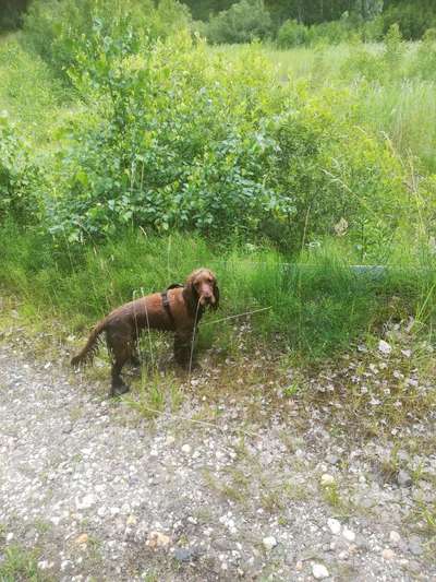 Radfahren mit Hund-Beitrag-Bild