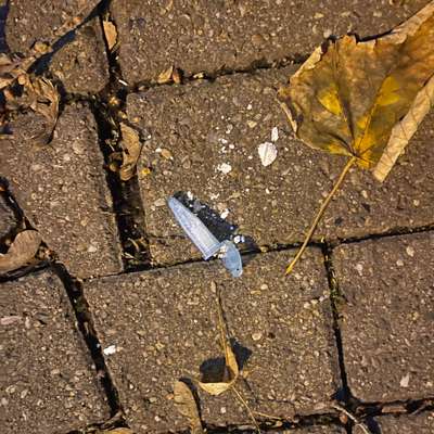 Giftköder-Vermutlich Drogen (Koks o.ä.)-Bild
