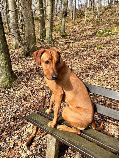 Hundetreffen-Gemeinsamer Spaziergang-Bild