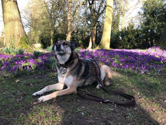 Dogorama Photo Challenge - Der Frühling kommt-Beitrag-Bild