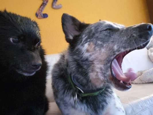 Zeigt eure verrücktesten Hundebilder-Beitrag-Bild