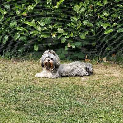 Hundetreffen-Gassirunde-Bild