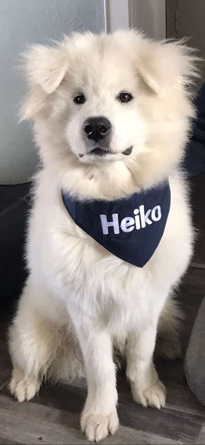 Samojede-Beitrag-Bild