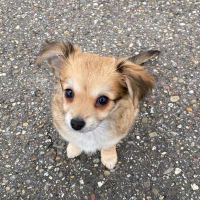 Wo sind die Chihuahua Besitzer ?-Beitrag-Bild