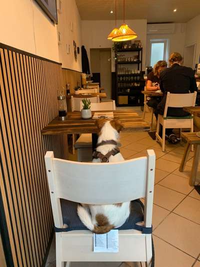 Wo sind die Jack und Parson Russell Terrier?-Beitrag-Bild