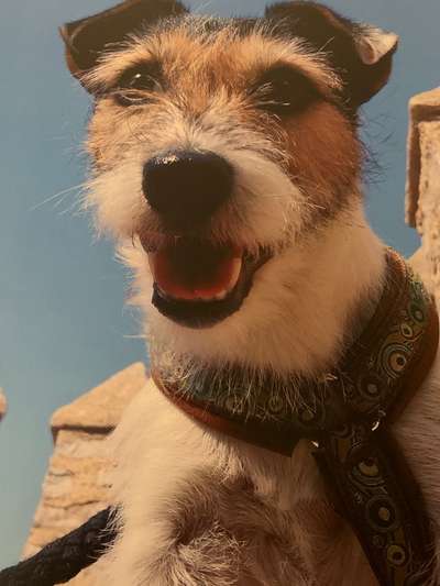 Dogorama Photo Challenge - Hundeblick zum hinschmelzen-Beitrag-Bild