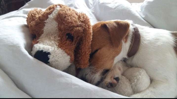 Der Lieblingsplüschi eures Vierbeiners-Beitrag-Bild