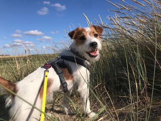 Wo sind die Jack und Parson Russell Terrier?-Beitrag-Bild