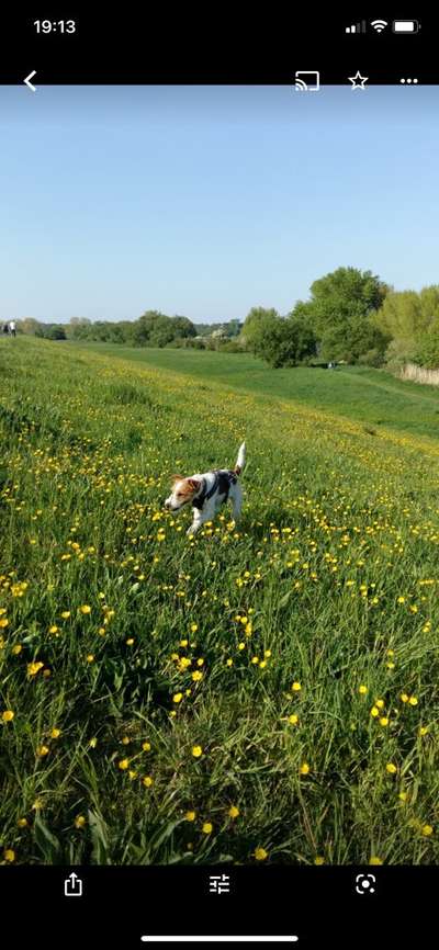 Fotochallange 63: "Dein blühendes Hündchen"-Beitrag-Bild