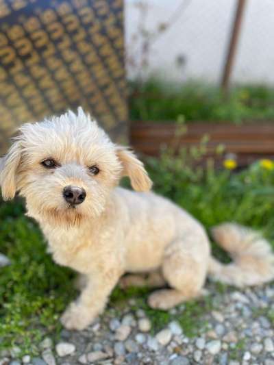 Hundetreffen-Gassifreunde gesucht-Bild