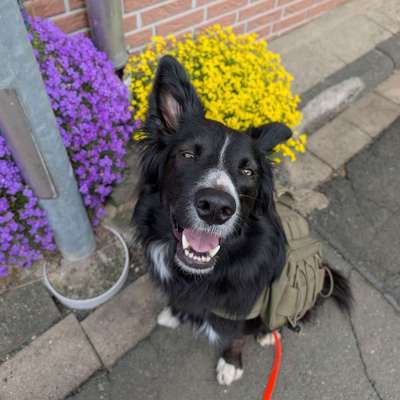 Hundetreffen-Gassi, Spielen, Training... 🐾-Bild