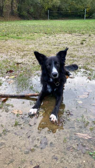 Hundetreffen-Gassifreunde für meinen Junghund-Bild