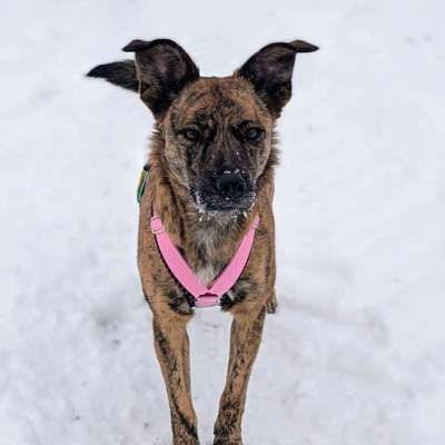 Hundetreffen-Sozialkontakte für meine Pflegehündin / Gassitreff /Spieltreff-Bild