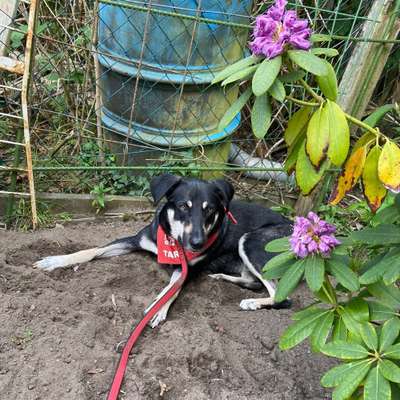 Hundetreffen-Hundespielwiese