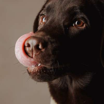 Hundetreffen-Trainingspartner gesucht!-Bild