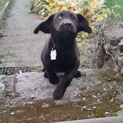 Lustigsten Grimassen von euren Hunden-Beitrag-Bild