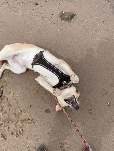 Labradorfans-Beitrag-Bild