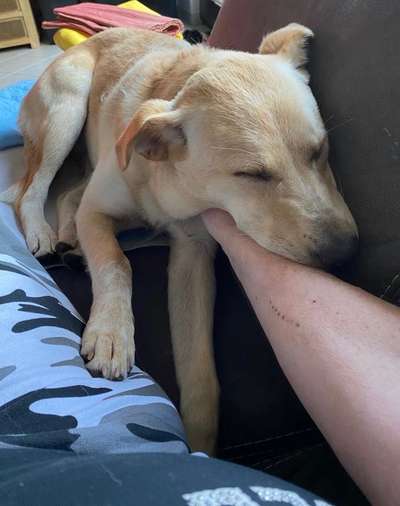 Labradorfans-Beitrag-Bild