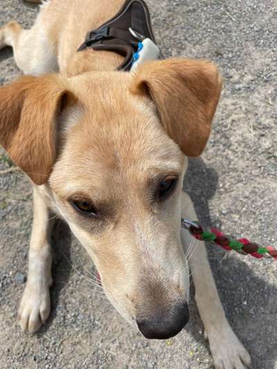 Labradorfans-Beitrag-Bild