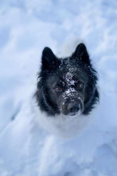 Dogorama Photo Challenge - Portrait-Beitrag-Bild