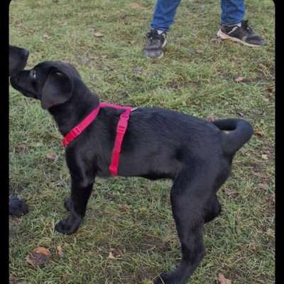 Hundetreffen-Welpen treff-Bild