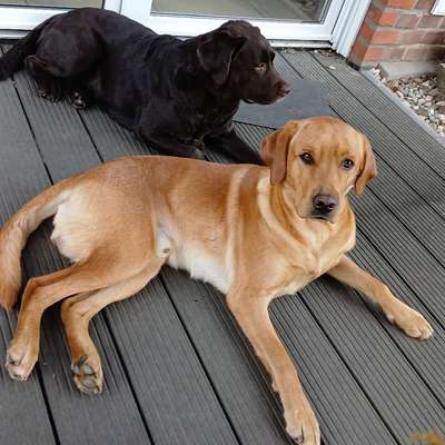 Hundetreffen-Hunde traning