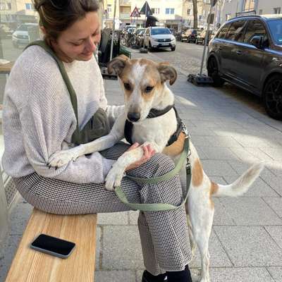 Hundetreffen-Spielen & Trainieren-Bild