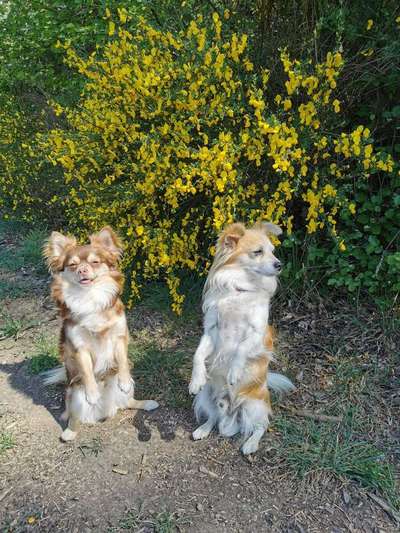 Dein Hund im Dogorama-Kalender 2021-Beitrag-Bild