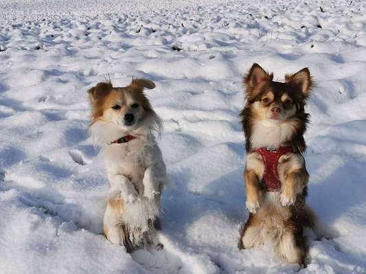 Dein Hund im Dogorama-Kalender 2021-Beitrag-Bild