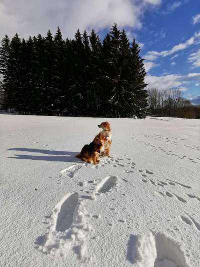 Dein Hund im Dogorama-Kalender 2021-Beitrag-Bild