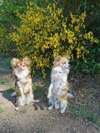 Die Dogorama Monats Challenge "Es grünt und blüht"-Beitrag-Bild