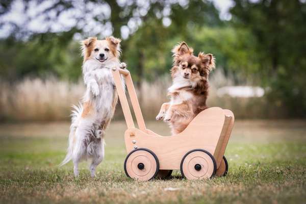 Hundemodel-Beitrag-Bild