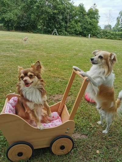 Dein Hund im Dogorama-Kalender 2021-Beitrag-Bild