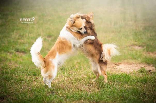 Dein Hund im Dogorama-Kalender 2021-Beitrag-Bild