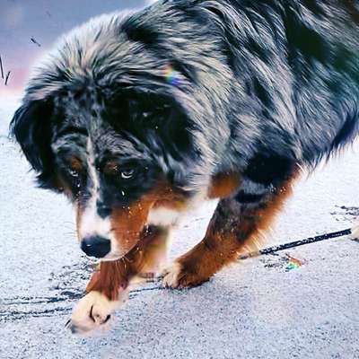 Titelbild Gruppe Aussie x Berner / Australian Shepherd x Berner Sennenhund