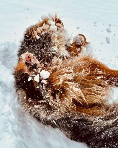 aktuelles Foto Gruppe Aussie x Berner / Australian Shepherd x Berner Sennenhund