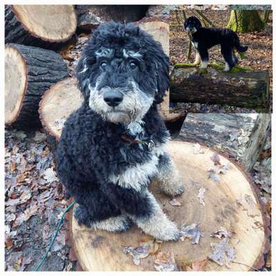 31. Collagen Challenge - Bänke/ Steine /Baumstümpfe-Beitrag-Bild