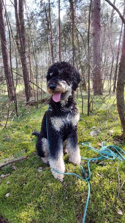 Foto -Challenge  Thema : Dein Hund Im Wald-Beitrag-Bild