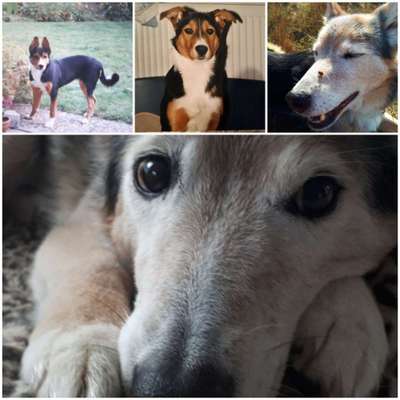 Unsere Fellnasen im Regenbogenland-Beitrag-Bild