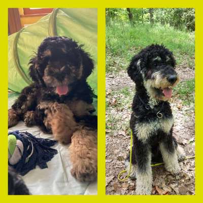 Vom Welpen zum Hund-Beitrag-Bild