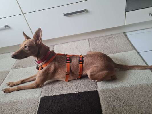 Hund aus dem Spanischen Tierschutz-Beitrag-Bild