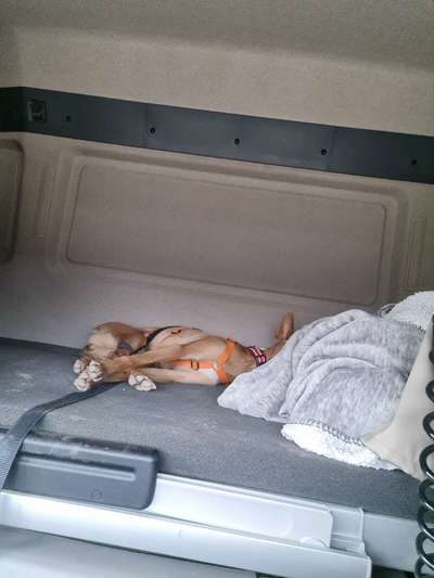 Hund aus dem Spanischen Tierschutz-Beitrag-Bild