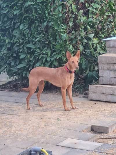 Podencomischling oder Podenco-Beitrag-Bild