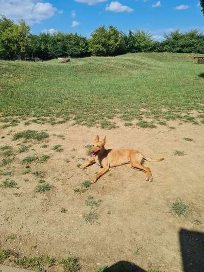 Windhunde - Treffen der besonderen Schönheiten
HERZLICH WILLKOMMEN-Beitrag-Bild