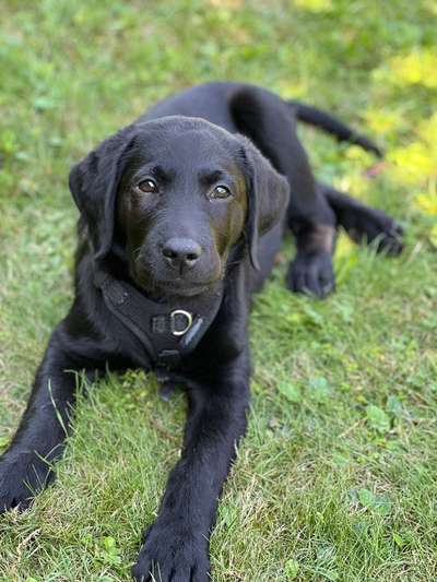 Hundetreffen-Gassi gehen und spielen-Bild