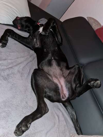 Postet das beste Foto von euren 4 beinern-Beitrag-Bild