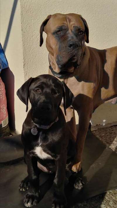 Zeigt her eure Junghunde :)-Beitrag-Bild