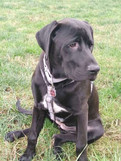 Seltene Rassen!-Beitrag-Bild