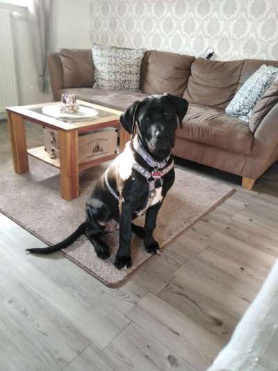 Reinrassige Hunde?-Beitrag-Bild