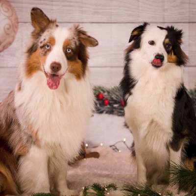 Hundetreffen-Social Walk